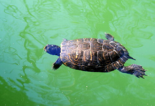 Водяная черепаха