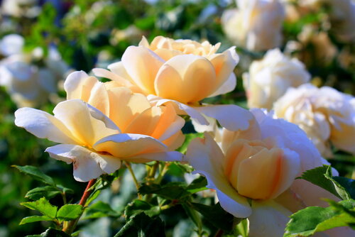"Krokus rose"