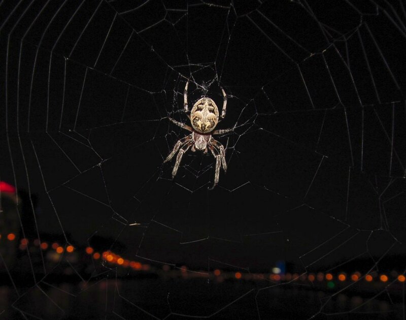 Увидеть паука ночью