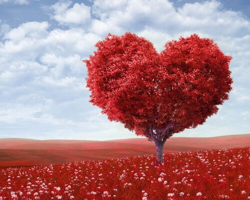 Dulce Día de san Valentín Saludos y Tarjetas para el Novio - La más bella en vivo gratis tarjetas de felicitación para el día de san Valentín Feb. 14, 2024

