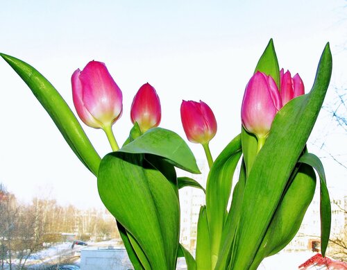 Первые тюльпаны весны