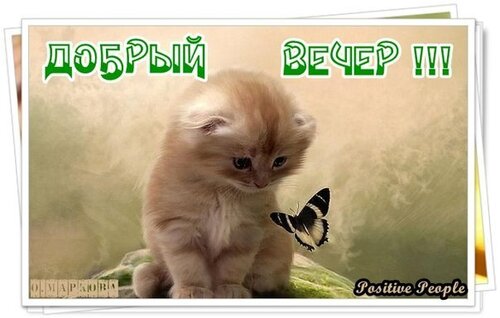 Оригинальная открытка «Доброго вечера» с котиком - Самые красивые и оригинальные живые открытки для любого праздника для вас
