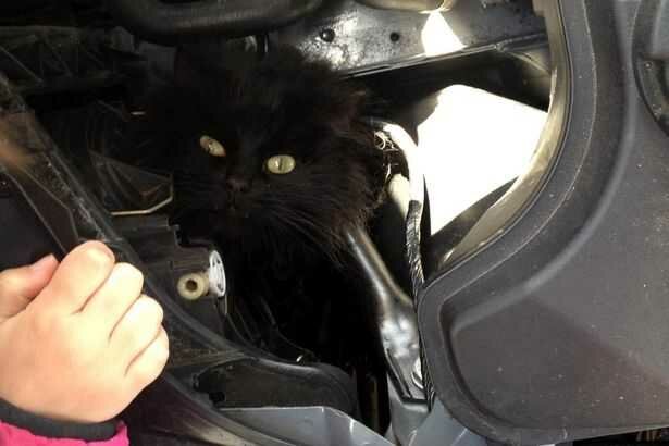 Кошка прожила под капотом автомобиля две недели
