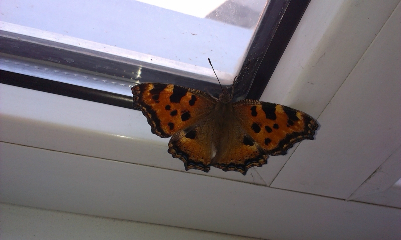 Бабочки влетают в дом. Залетела бабочка Шоколадница. Бабочка залетела в дом. Залетела бабочка крапивница. Залетела бабочка в окно.