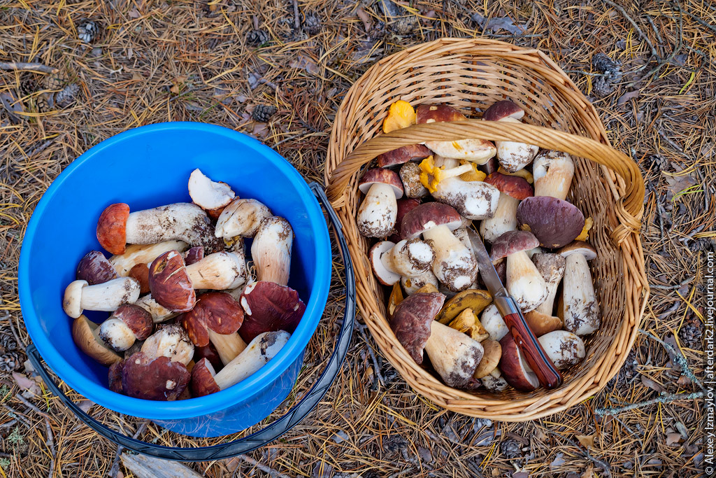 Какие грибы собирают в апреле. Белые грибы Лужский полигон. Сбор грибов в домашних. Грибы в сороковом Бору. Пост грибы.