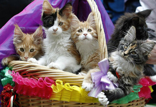 Прелестная открытка к Всемирному дню кошек 1 марта своими руками - Красивые поздравительные открытки с Всемирным днём кошек 2023
