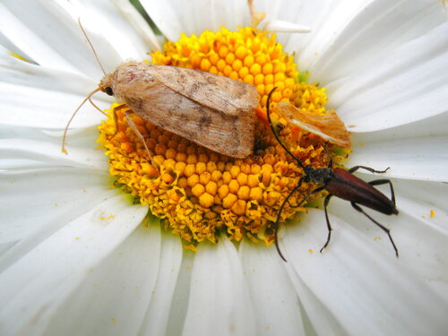 Мотылёк и жук на ромашке