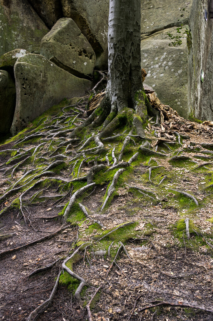 Камни в корнях деревьев