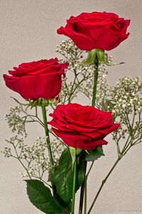 Фото 1458 (Красные розы)