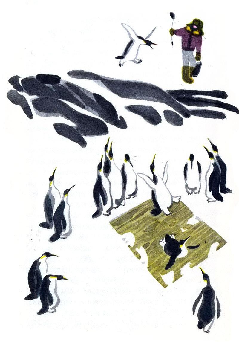 Снегирев рассказы про пингвинов читать. Иллюстрации к рассказу Снегирева Пингвиний пляж. Г Снегирев про пингвинов Пингвиний пляж. Май Митурич пингвины.