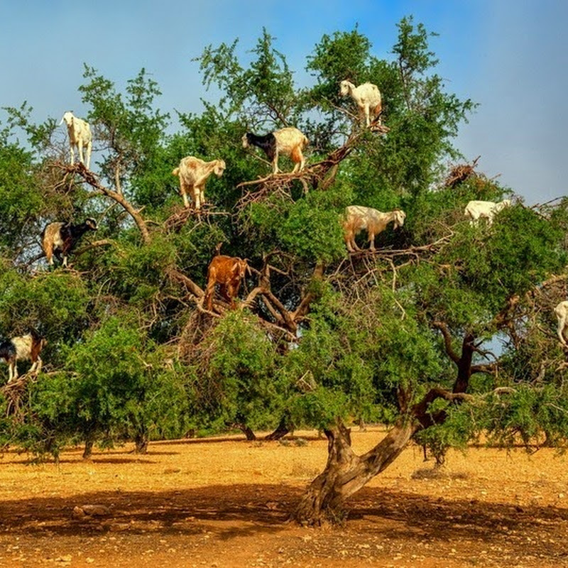 goats-argan-trees