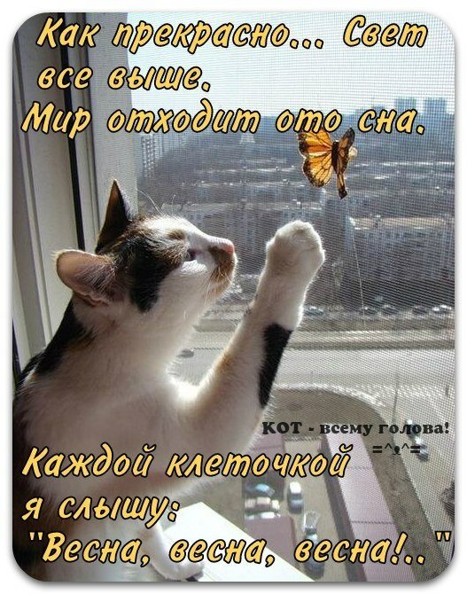 День котов стихи. День кошек открытки. Поздравление с днем кошек.