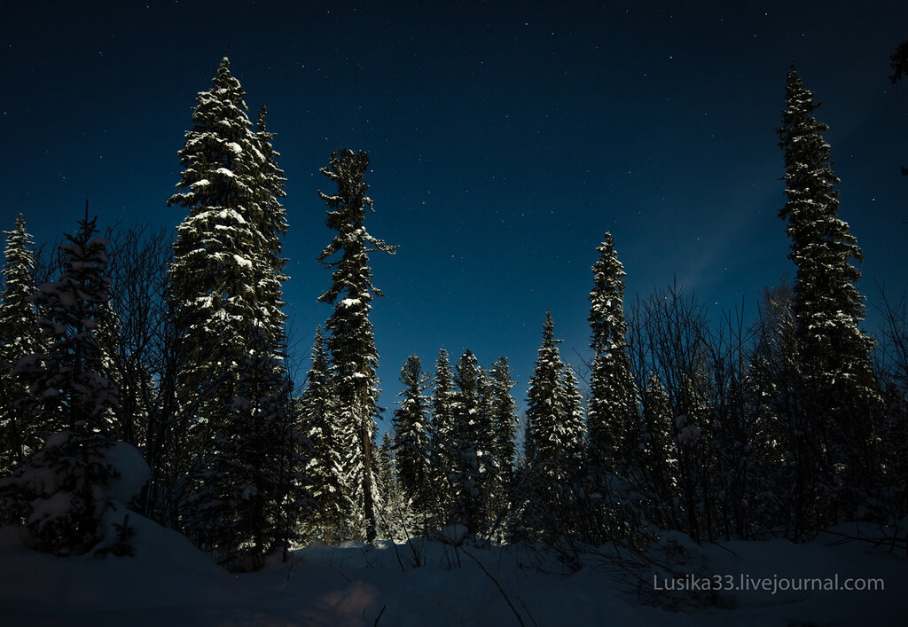 Ночь в тайге рассказ. Зимняя Тайга. Зимний лес ночью. Лес зимой ночью. «Ночь в лесу».