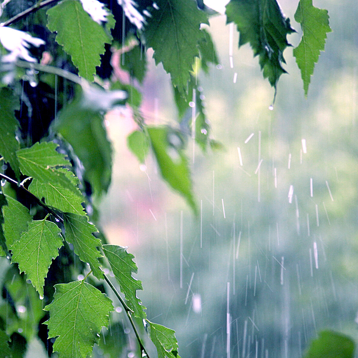 Дождик ласково. Летний дождь. Лето дождь. Нежный дождик. Лето дождик.