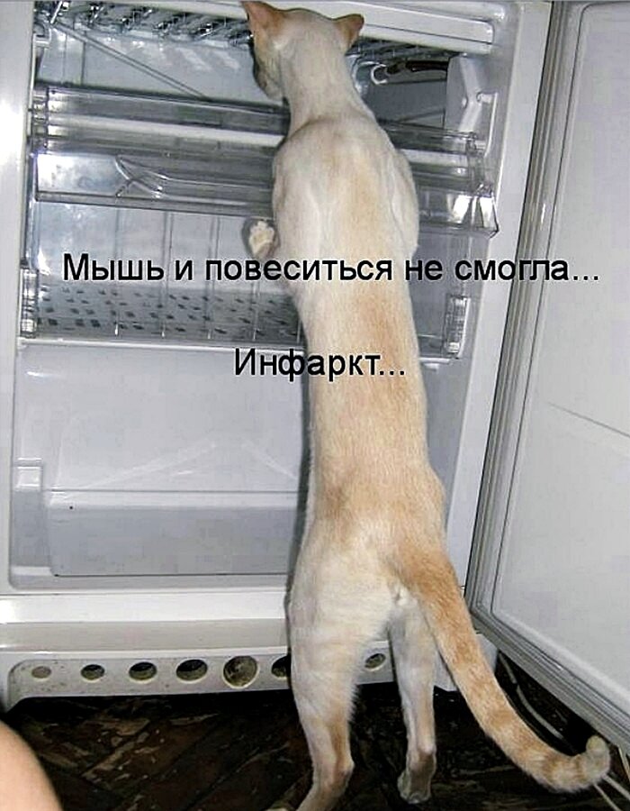 Куда голодный. Кот в холодильнике.