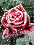 Картинки по запросу розы в снегу анимация