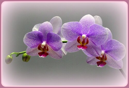 Любимая орхидея