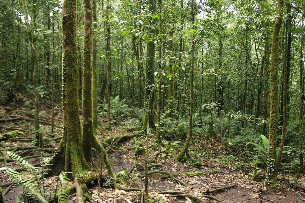 Экваториальный лес