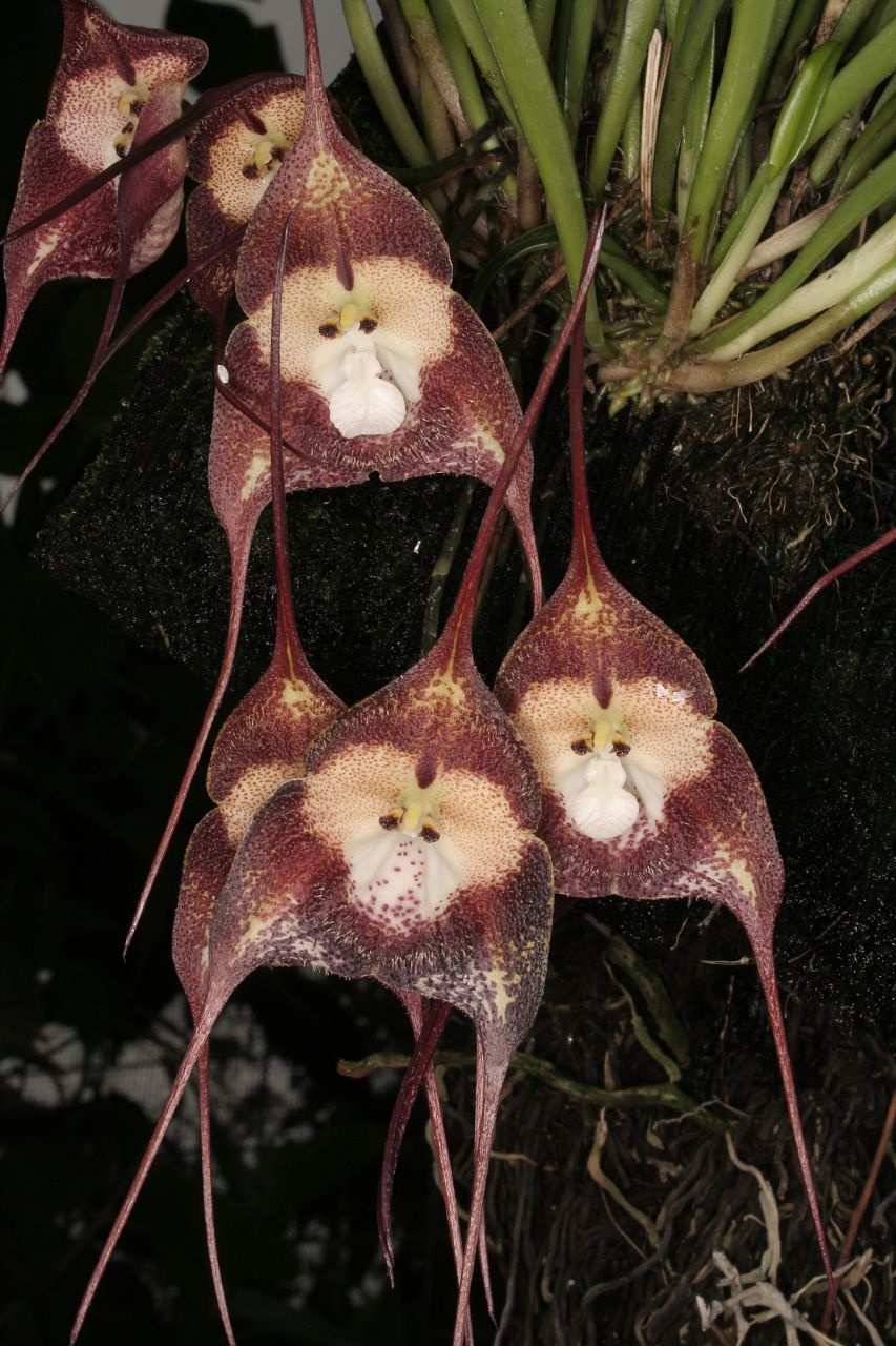 Виды необычных растений. Орхидея Дракула симиа. Орхидея Обезьянья Дракула. Обезьянья Орхидея Dracula Simia. Орхидея-обезьяна, Обезьяний Дракула.