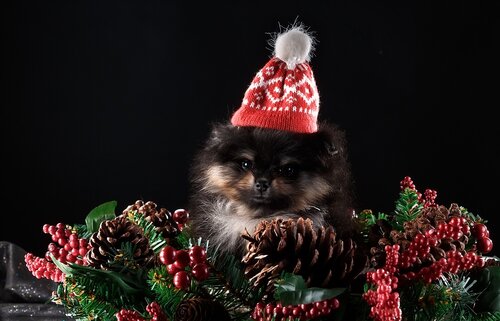Оригинальное поздравление с Новым годом собаки 2024 - Бесплатные, красивые живые новогодние открытки в год собаки
