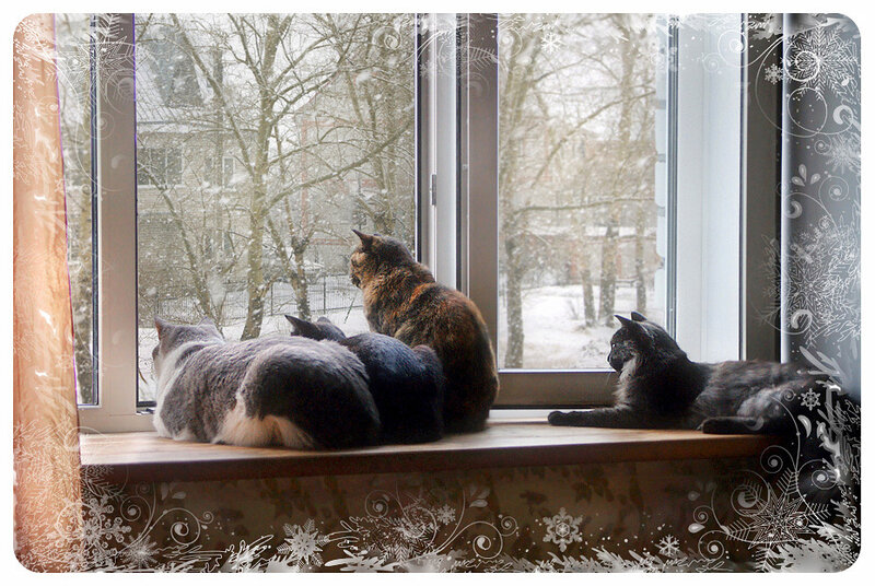 Стучит подоконник. Кот на подоконнике зимой. Котик на подоконнике зимой. Кот на подоконнике зима. Кот на окне зимой.