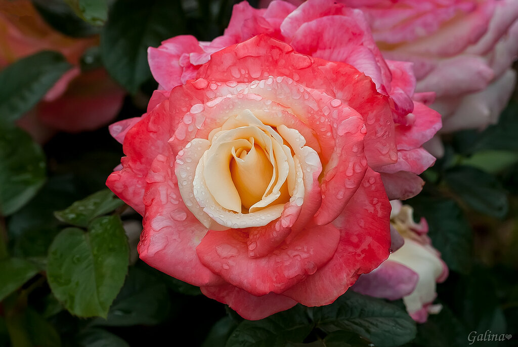 Rose Fiji