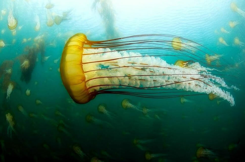 Морские медузы