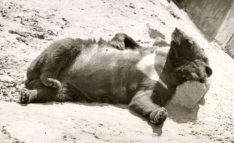 Wake me when it's lunch time - Chester Zoo, 1960's