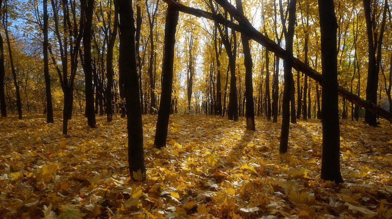 Гулял октябрь. Желтый октябрь. Октябрь желтый лес фото. Октябрь желтый лес фото без фона.
