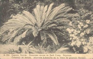 Кокосовая пальма на даче генерала Баратова