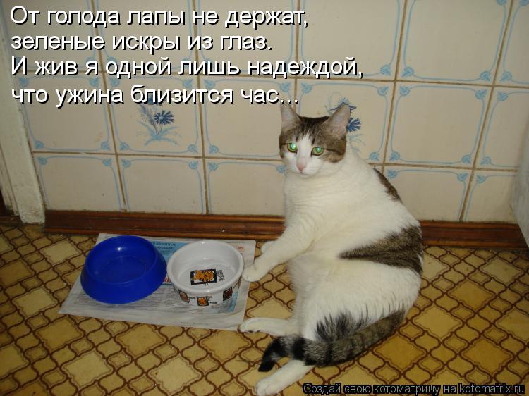 Коты забывают хозяев. Пора пожрать. Кот с пустой миской. Ржачный кот у миски.