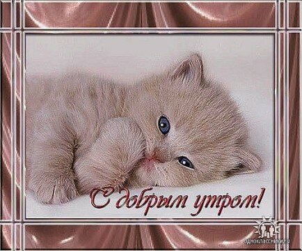 Восхитительная открытка с добрым утром с изображением котов - Самые красивые и оригинальные живые открытки для любого праздника
