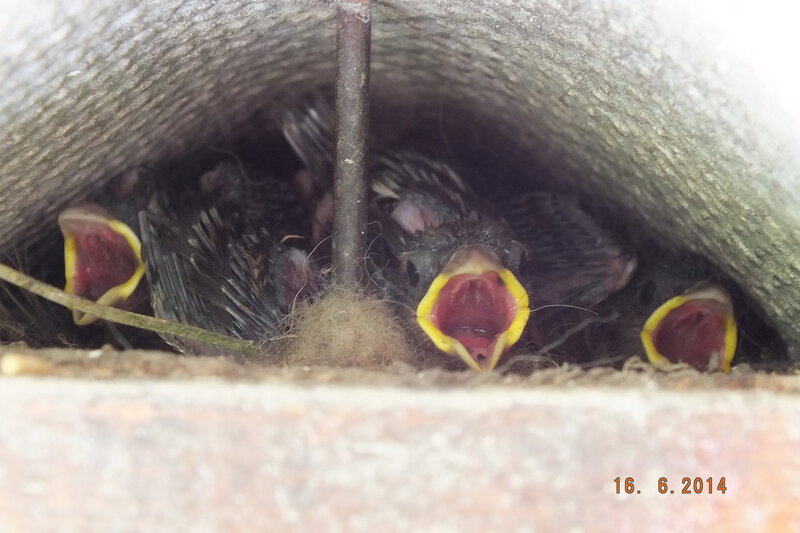 Птенец на крыше. Гнездо воробья под крышей. Птенцы желторотики в гнезде. Гнезда Воробьев под крышей.