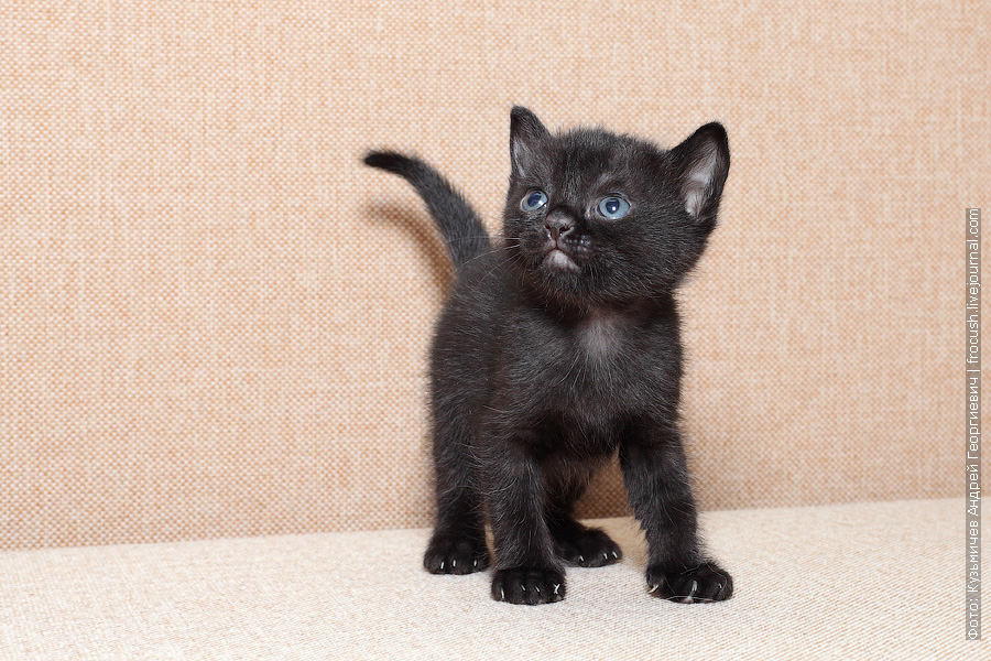 Кошки купить тверь. Маленькие чёрные котята породы. Бомбейские котята. Бомбей котята маленькие. Черный котенок без породы.