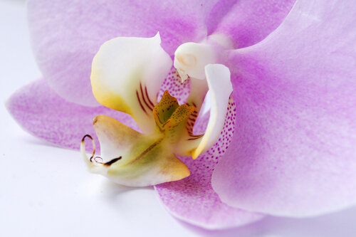 Пока цветет орхидея