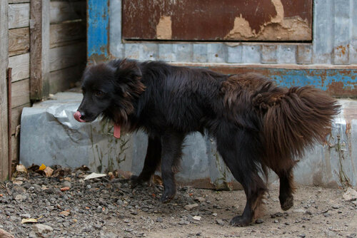 Томас Андерс и Дитер Болен собаки из приюта догпорт в добрые руки фото