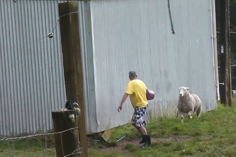 Вероломное нападение овцы