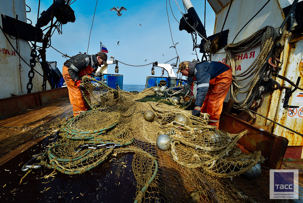 Промысловый лов рыбы. Добыча рыбы. Рыбный траулер. Японское море промысел.