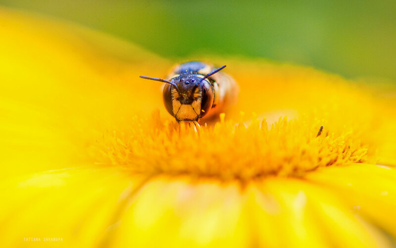 из жизни пчел