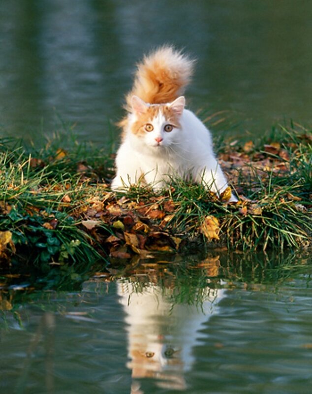 Кошки в озерах. Турецкий Ван кот. Турецкая водяная кошка Ван. Ванские кошки на озере Ван. Турецкий Ван бобтейл.
