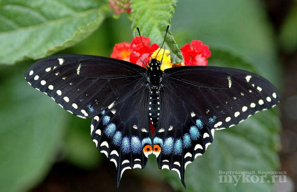 Самые Красивые Бабочки В Мире Фото