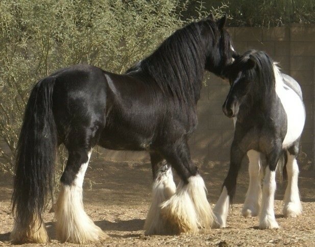 Необыкновенной красоты лошади!