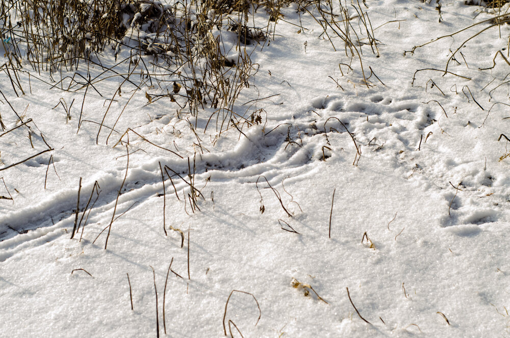 По алмазной скатерти снегов пробегают легкие ласки. Следы ондатры. Следы на снегу. Следы ондатры на снегу. Следы бобра на снегу.