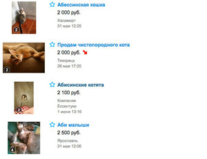 Цены на абиссинскую кошку в России