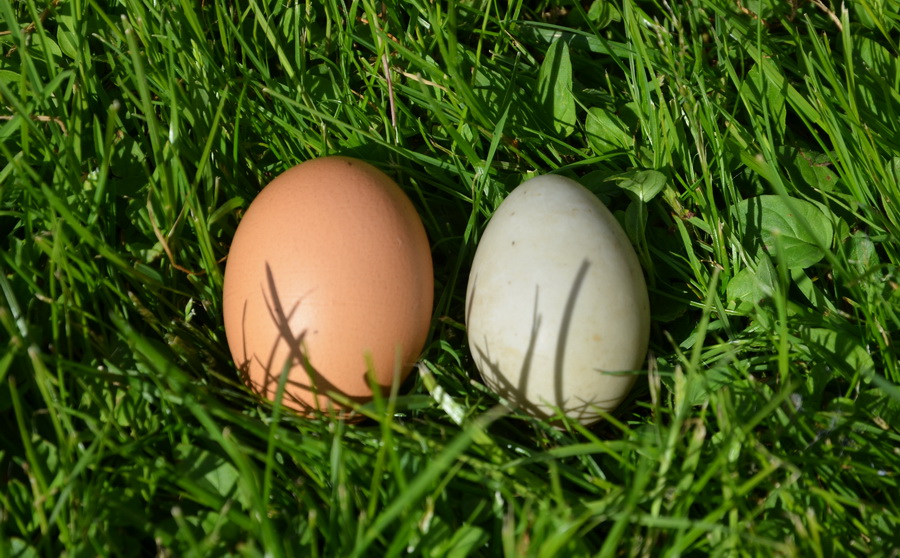 Красивые молодые яйца