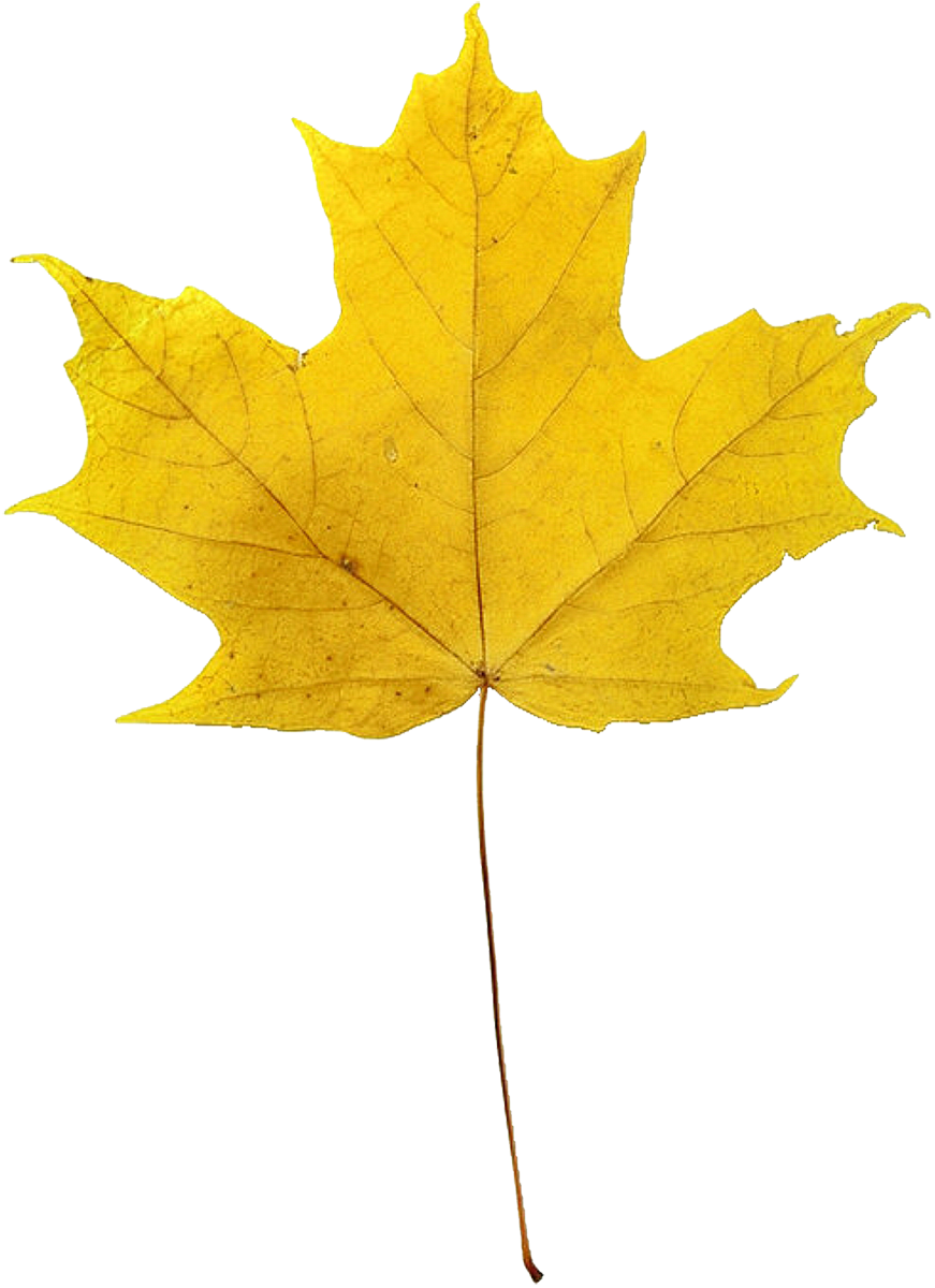 Легкий желтый лист. Желтый лист. Желтый Лис. Желтые листья на белом фоне. Желтые листочки на прозрачном фоне.