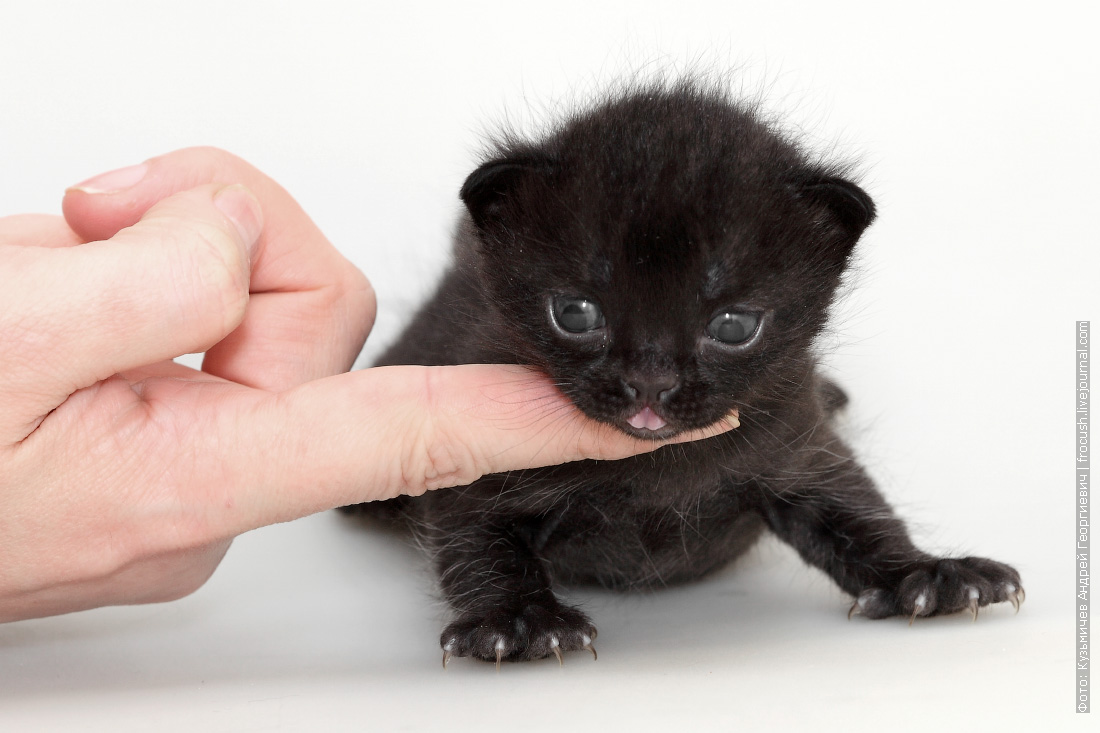 Какие котята рождаются у черной кошки. Новорождённые чёрные котята. Черные Новорожденные котята. Новорожденный черный котенок. Маленький черный котенок.