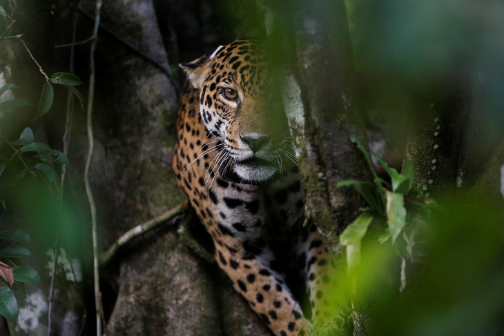 Ягуары — кошки, живущие на деревьях (18 фото)