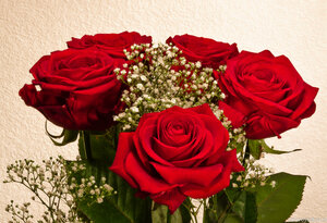 Фото 1455 (Красные розы)