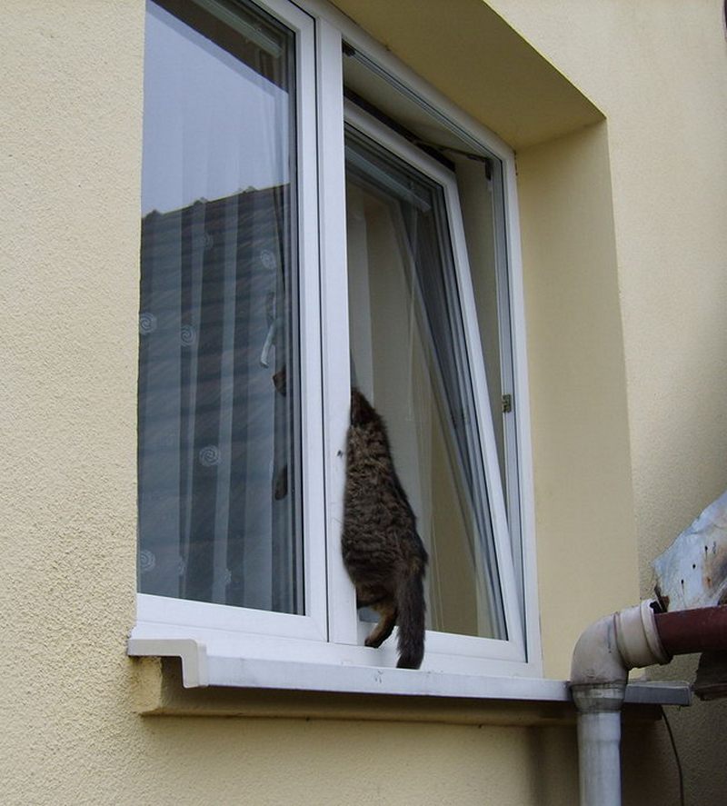 Window killer. Кот на окне. Пластиковые окна и коты. Кот застрял в пластиковом окне. Котик у окна.